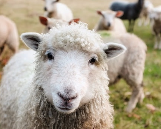 양 lamb