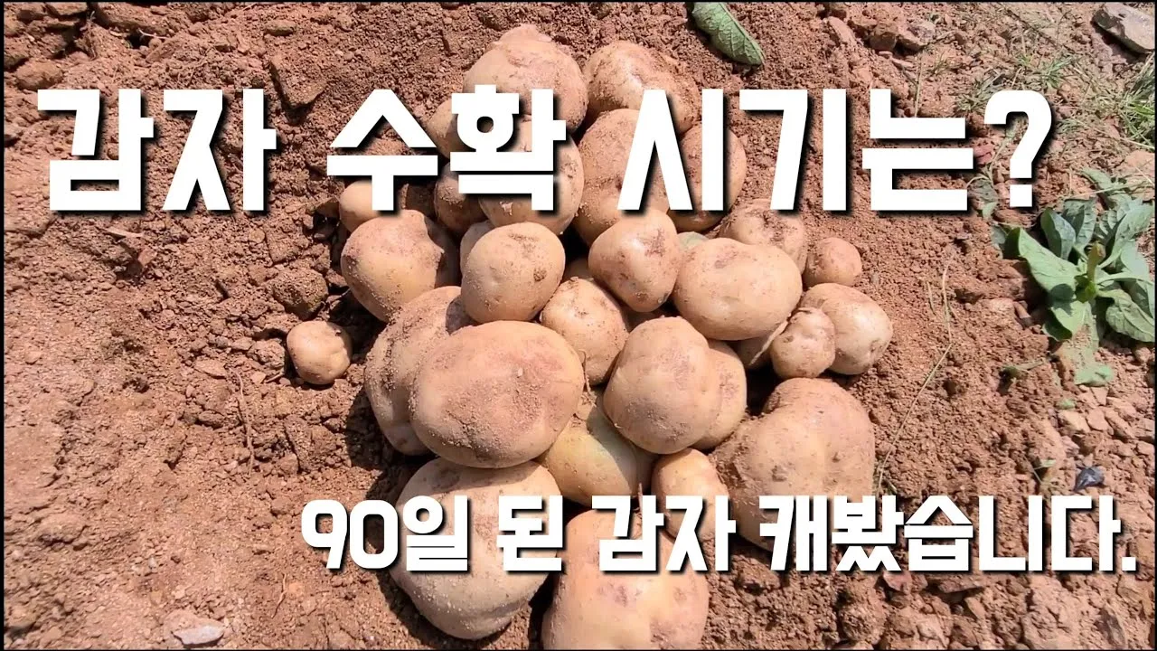 감자 수확시기 지역별 차이와 재배 팁_1