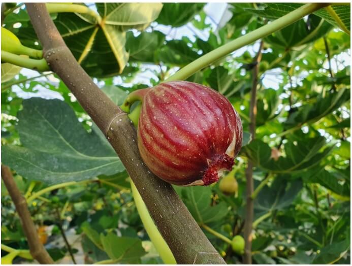 생생정보 2350회 수확의 달인 톡톡 터지는 매력 무화과 행복한 무화과 주문하기