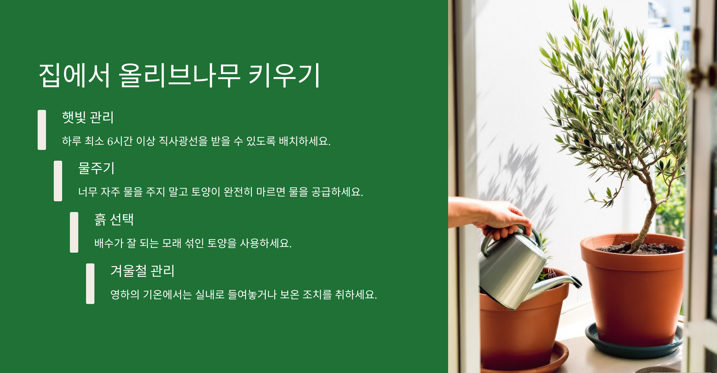 올리브나무