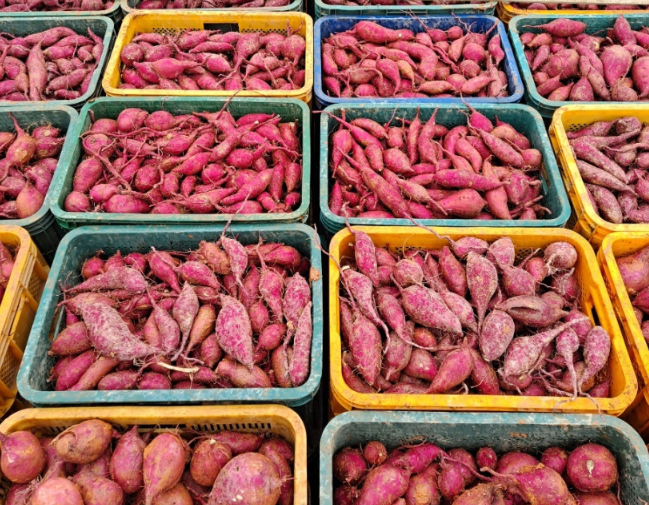 대가마을고구마 