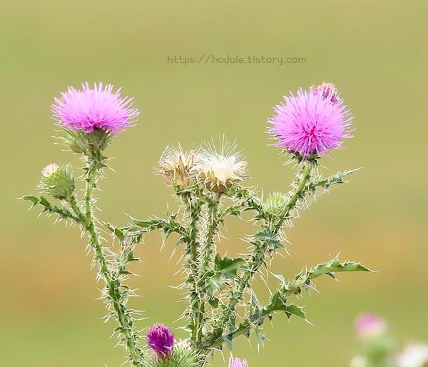 엉겅퀴-효능