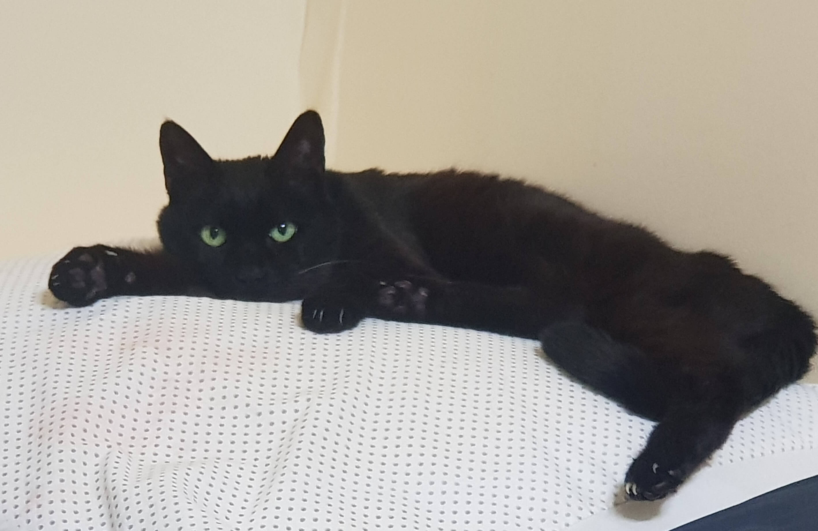 고양이 심장질환의 진단과 검사: 정확한 평가를 위한 현대 진단학