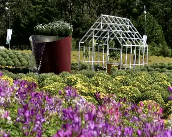 인제 가을꽃축제_6