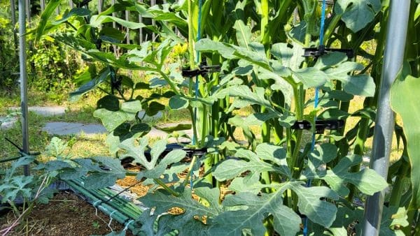 흑피수박-애플수박-재배법-모종심기-아주심기-모종-심는방법-정식방법