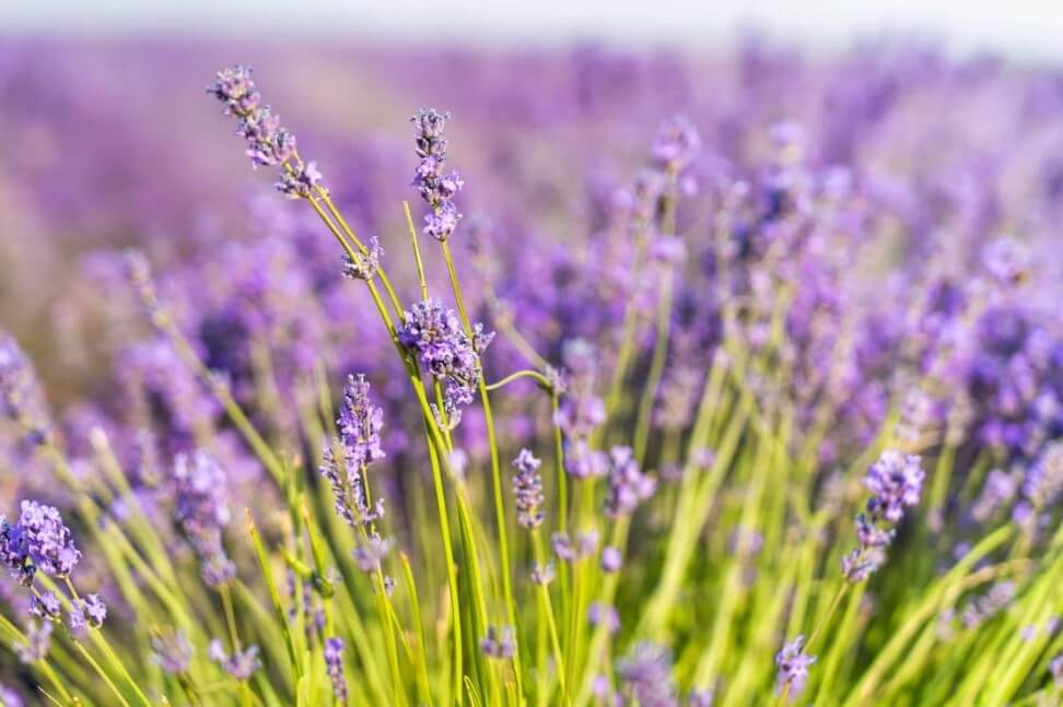 고성하늬팜라벤더축제