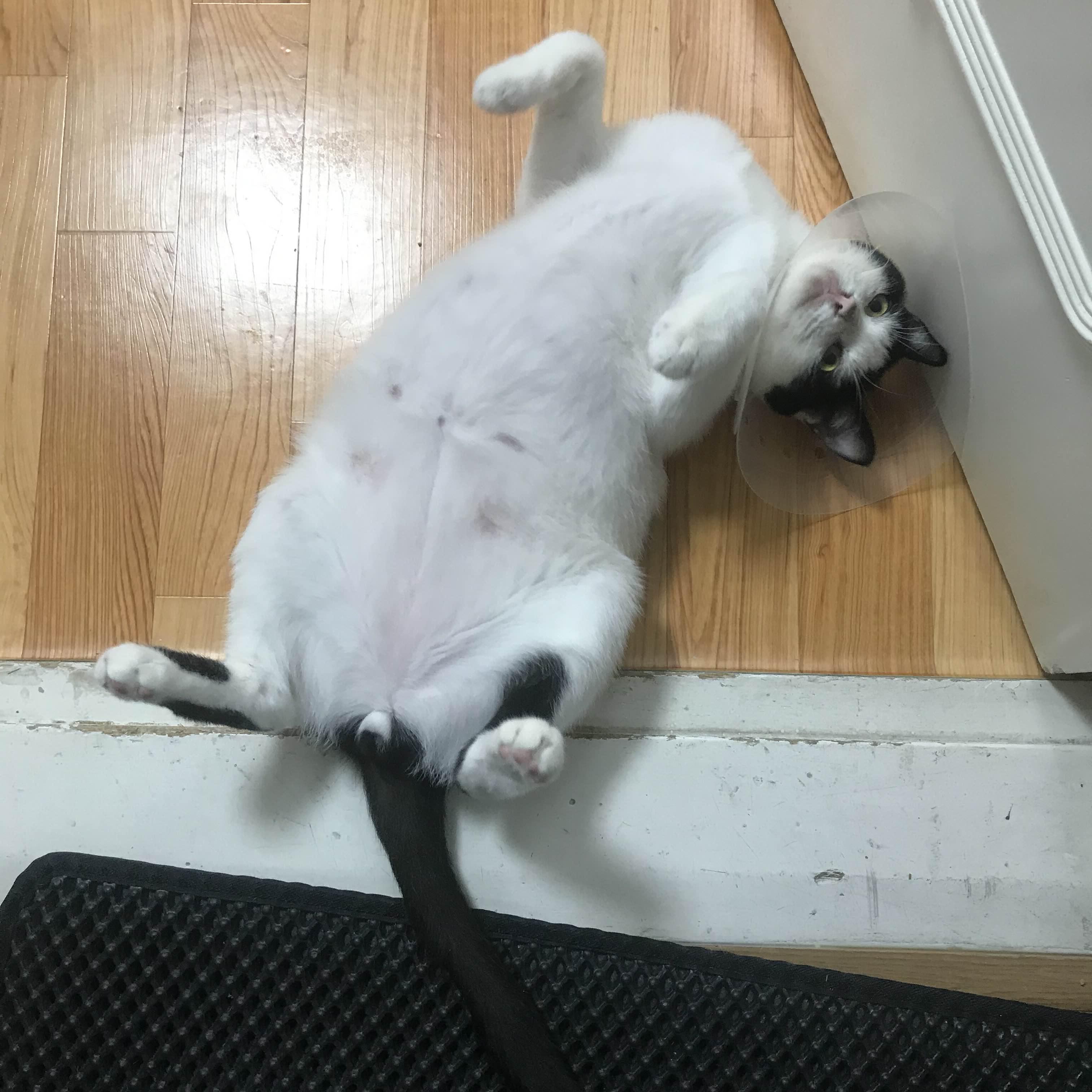 alt 태그