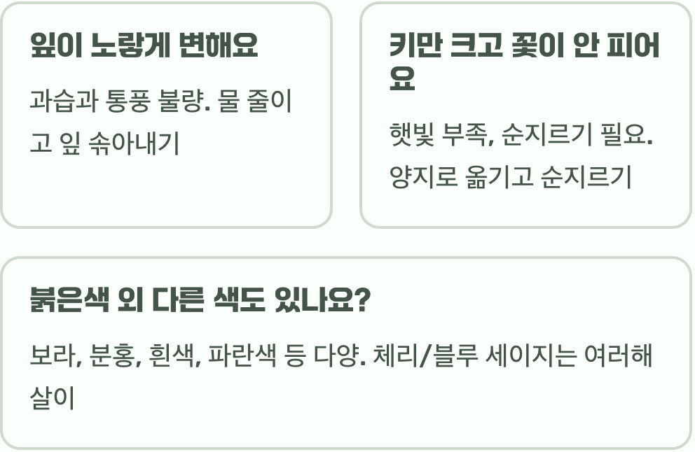 살비아(사루비아) 키우기, 죽이지 않고 키우는 법 A to Z