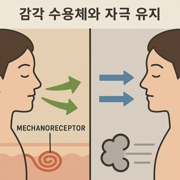 감각 수용체와 자극 유지