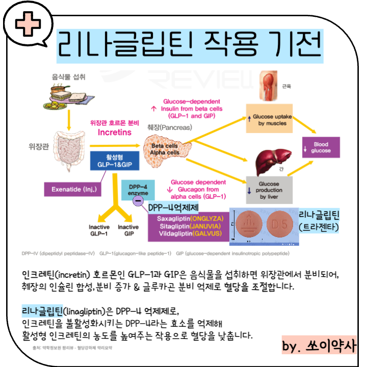 리나글립틴 작용기전