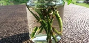 꺾꽂이 번식 시기선정 도구준비 삽목토관리 뿌리내리기 쉬운 식물_9