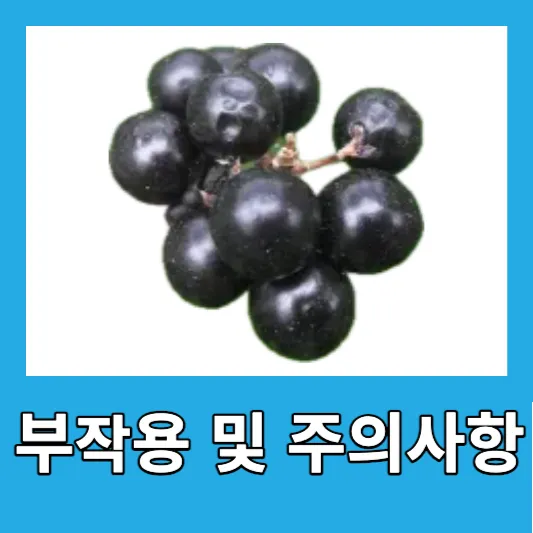 맥문동의 부작용 및 주의사항