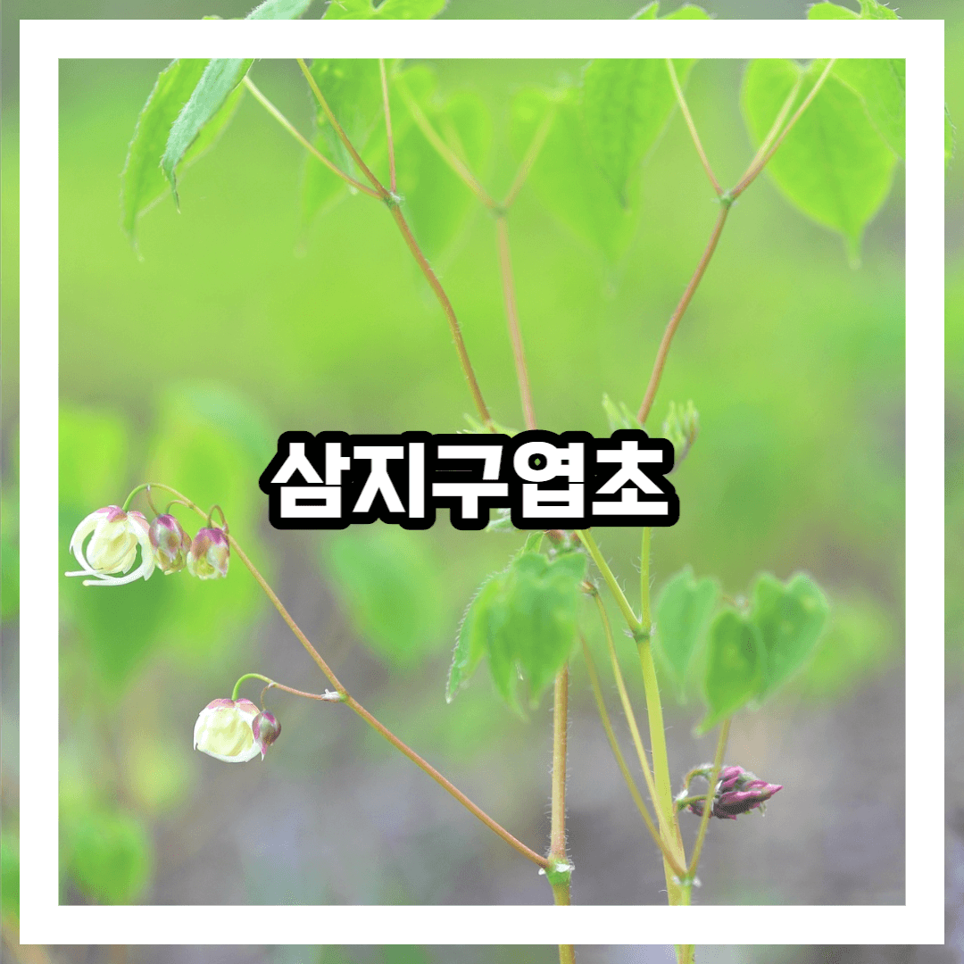 삼지구엽초 사진