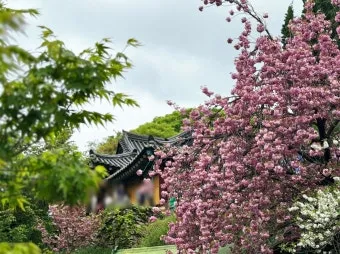 서산 개심사 청벚꽃 개화시기 명소_4