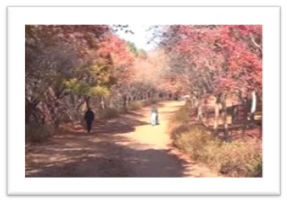 단풍명소 독립기념관