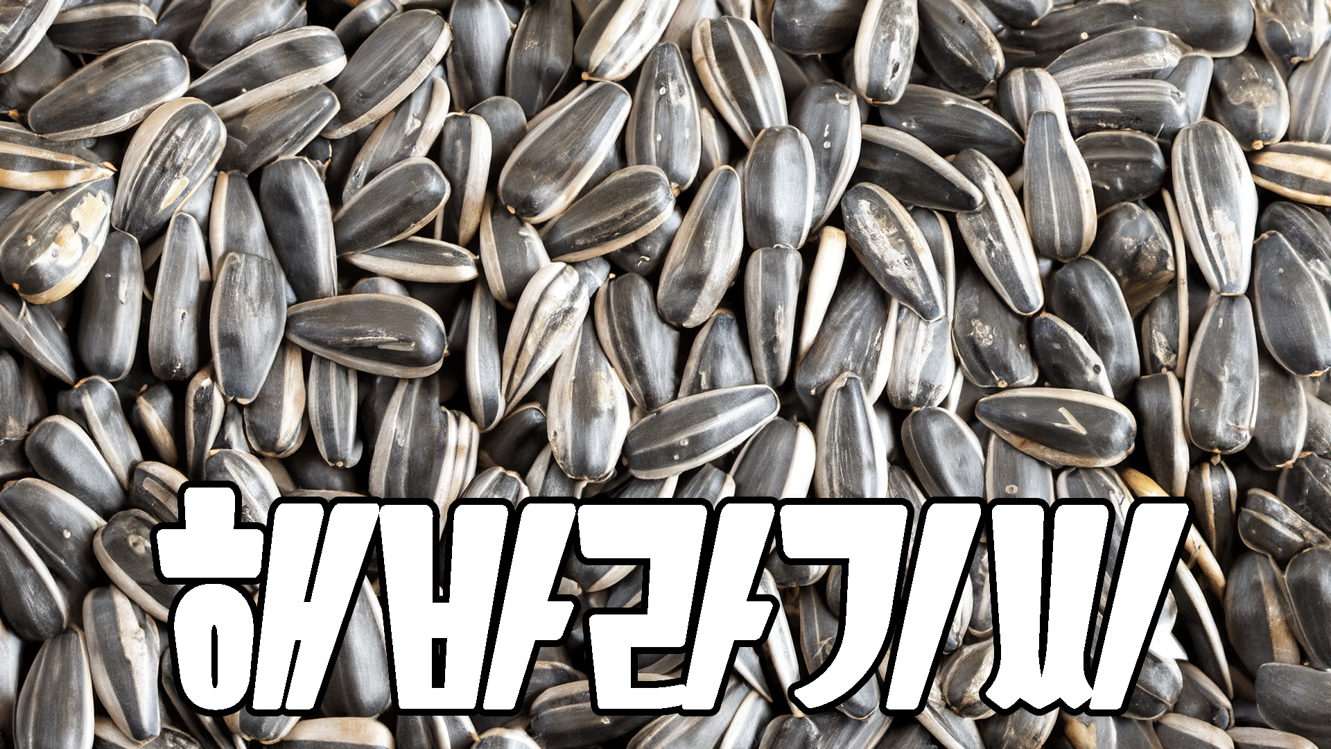해바라기씨