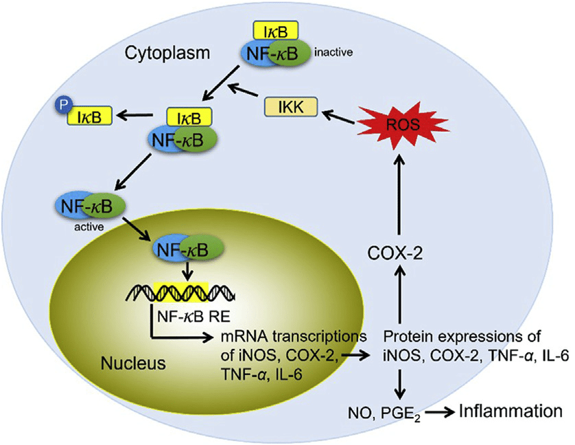 강황 추출물의 항염 효과