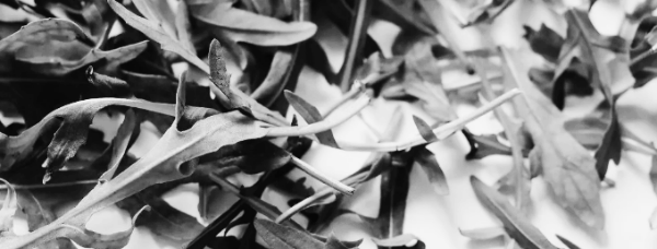 루꼴라 키우기: 루꼴라 물주기