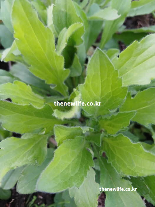 망초대 효능 영양 성분 클로로겐산 실사진