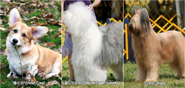 웰시코기, 올드 잉글리시 쉽독, 브리아드