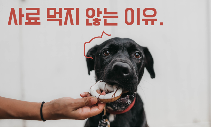 사료-거부