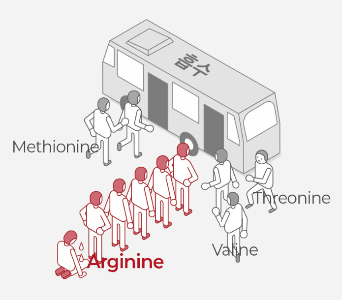 아르기닌의 면역력 강화 효과