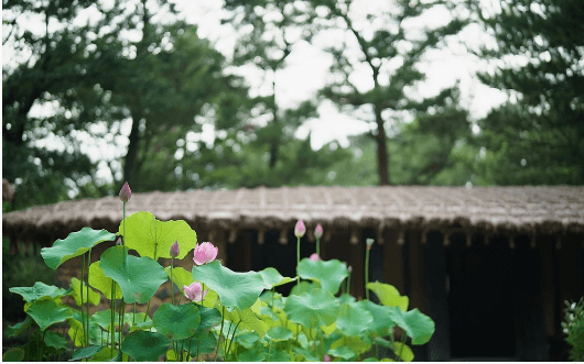 한림연꽃사진