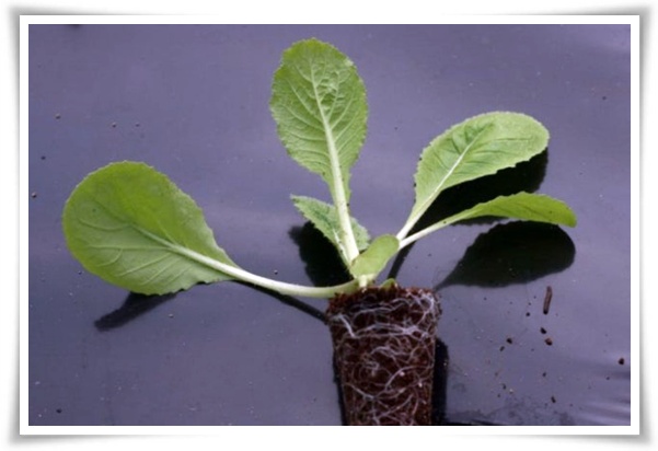 텃밭 &quot;8월, 김장 배추 심으세요!&quot; 올 가을 김장은 지금부터!