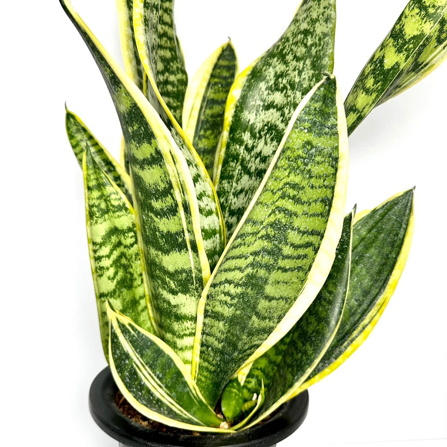 나사(NASA)선정 공기정화식물