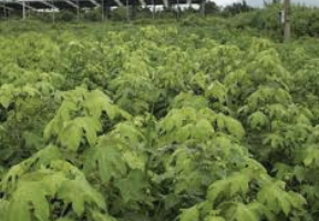 엄나무 효능 부작용 재배방법 총정리(최신)