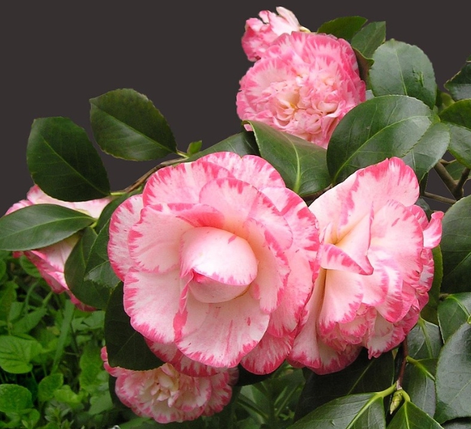 겨울 꽃 동백나무