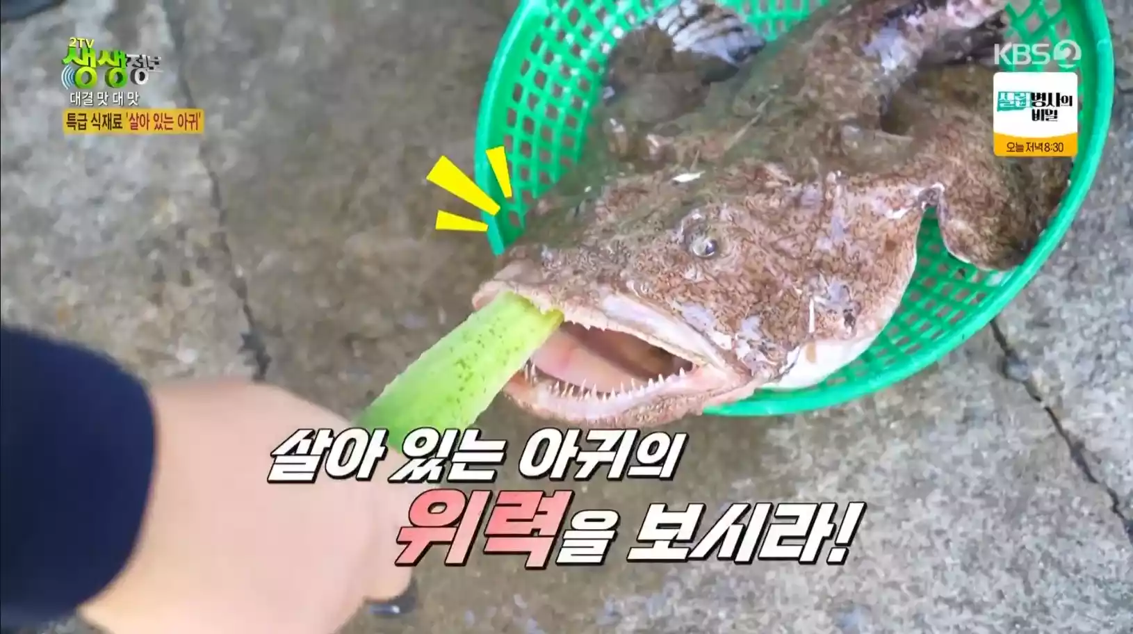 활 아귀