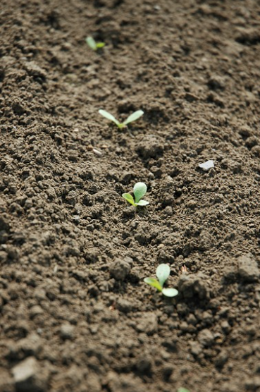 서리태 파종시기