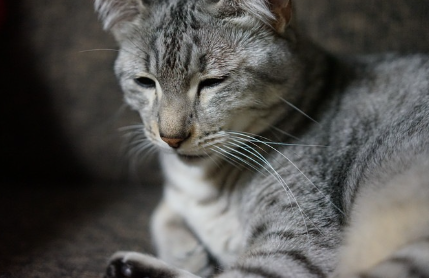 입을 벌리는 고양이 사진.