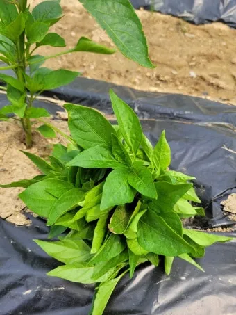 고춧잎 재배 잎 수확용 가지 치기 친환경 시비_11