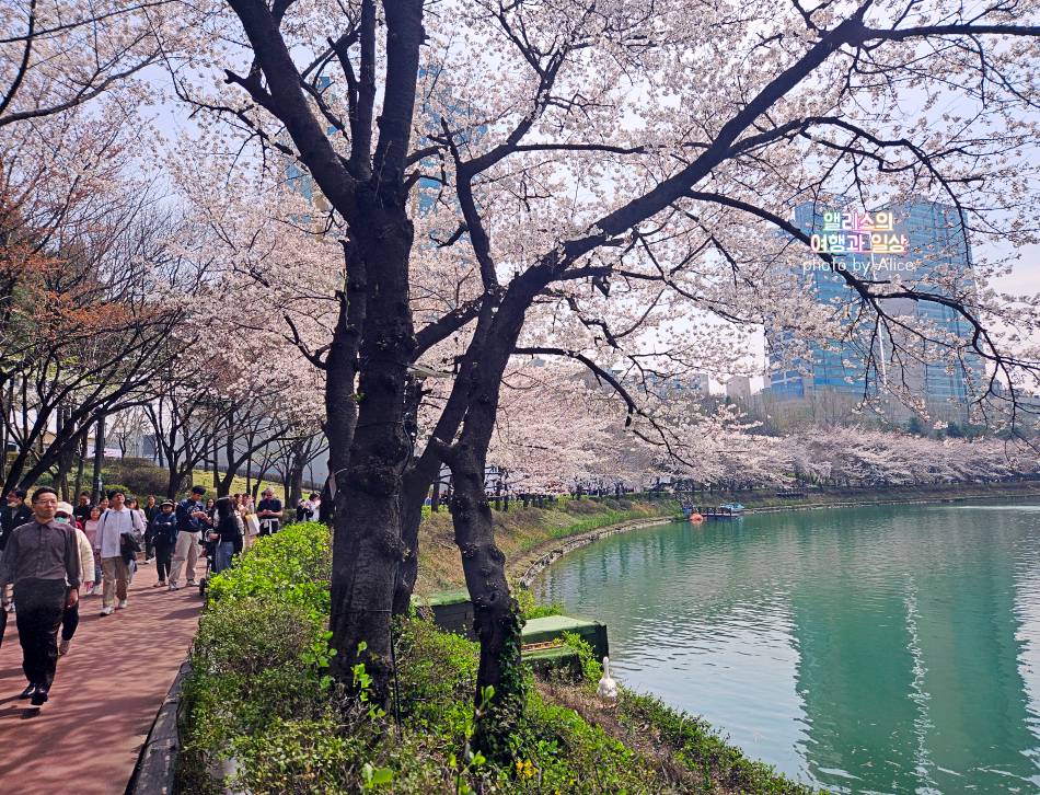 2024년 4월 초 석천호수 벚꽃 상황 + 주변 송리단길 카페 추천 BEST 05