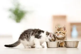 고양이 합사 방법 실패 스트레스 서열_2
