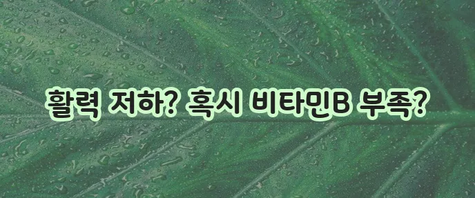 비타민B 부족 증상과 좋은 음식 꼭 확인하세요!