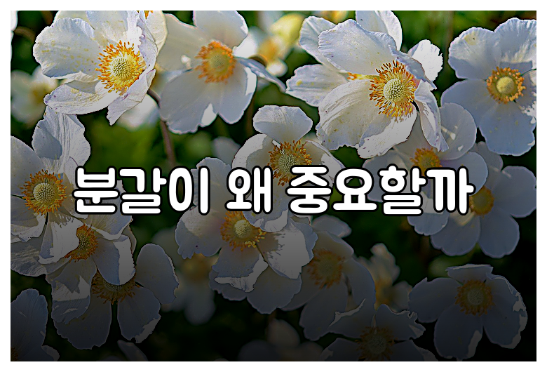 분갈이 왜 중요할까