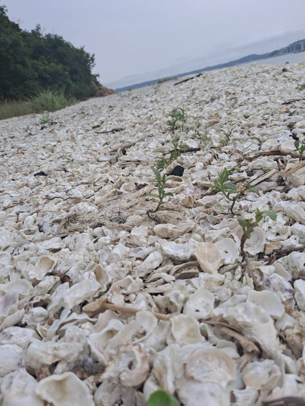 실미도 조개무덤 바닥