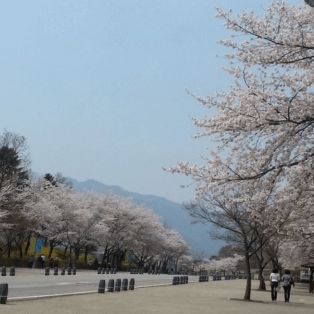 전주한옥마을 봄꽃축제