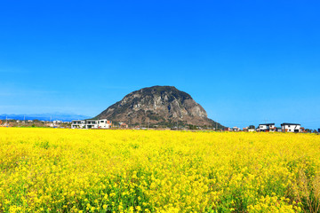 구리 유채꽃 축제 기본정보 행사일정 주차요금