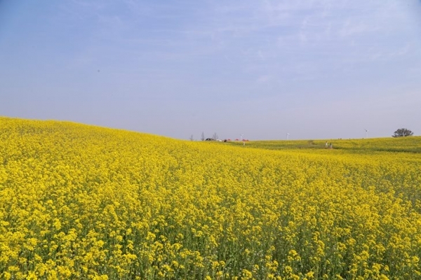 꽃으로 가는 봄 여행지...