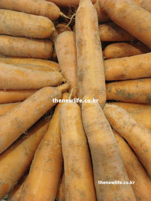 당근 효능 시력 보호를 돕는 베타카로틴