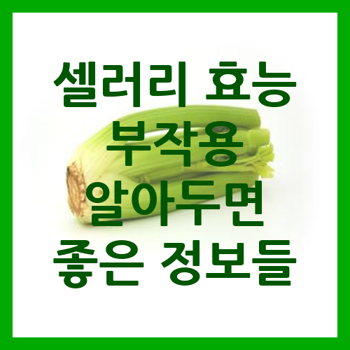 셀러리 효능과 부작용