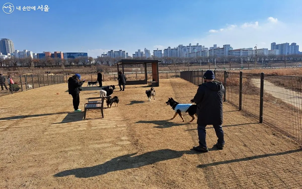 서울&middot;인천&middot;부천 반려동물 놀이터 추천 &amp; 이용 꿀팁