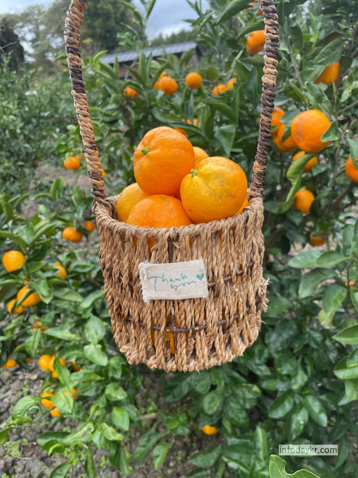 보메와산-1키로-감귤따기