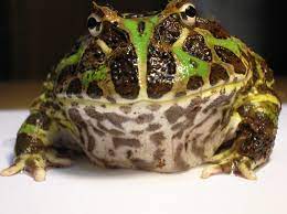 [양서류] 뿔개구리 Ceratophrys