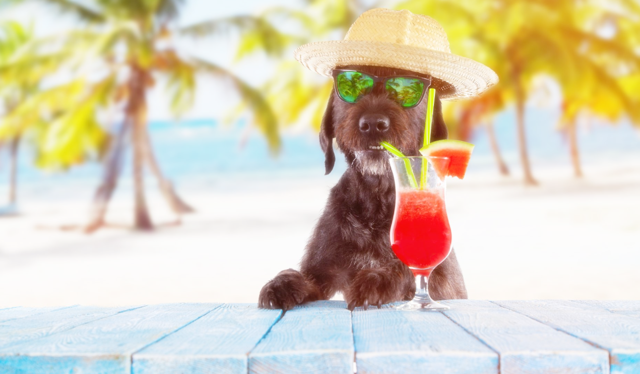 여름철 반려동물을 시원하게 지켜주는 꿀팁