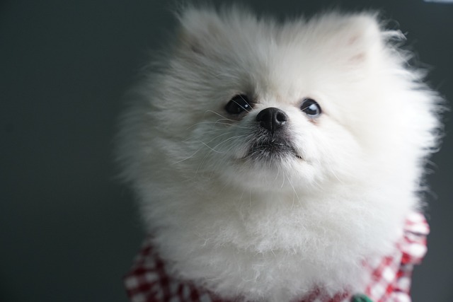 포메라니안